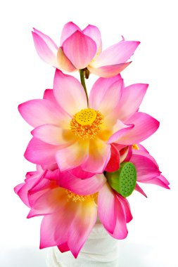 Lotus izole beyaz zemin üzerine.