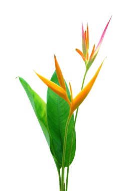 Güzel Heliconia çiçeği canlı renklerde çiçek açıyor.