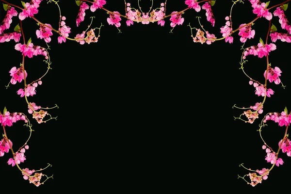 黒い背景にピンクの花。（サンゴつる、メキシコのクリーパー, — ストック写真
