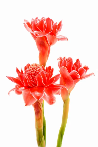 Flor tropical de jengibre antorcha rosa. (Etlingera elatior (Jack ) — Foto de Stock