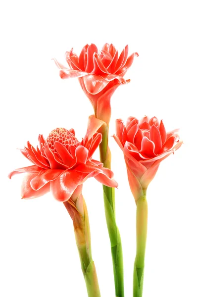 Tropische Blume aus rosa Fackel Ingwer. (etlingera elatior (Buchse) — Stockfoto