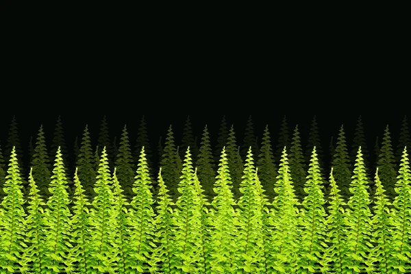 Green Boston Fern. Nome scientifico: Nephrolepis exaltata (L) Sch — Foto Stock