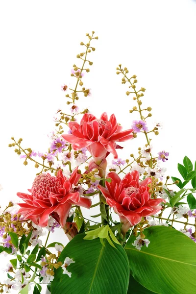 Tropical flower of Pink torch ginger. (Etlingera elatior (Jack) — Stock Photo, Image
