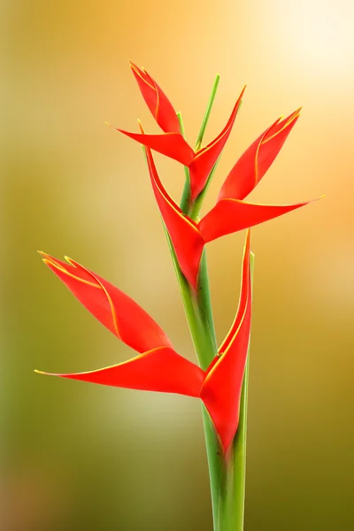 Hermosa Heliconia H stricta Huber "Fire Bird" floreciendo en isol —  Fotos de Stock