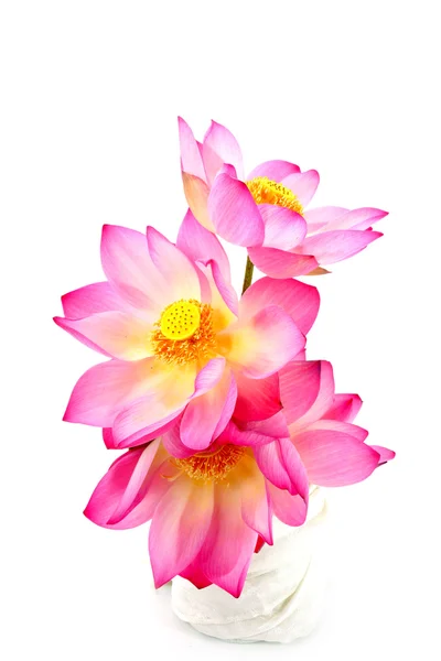 lotus on isolate white background.