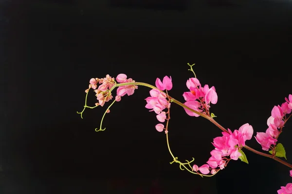 Pink flower on a black background. (Coral Vine, Mexican Creeper, — Stock Photo, Image