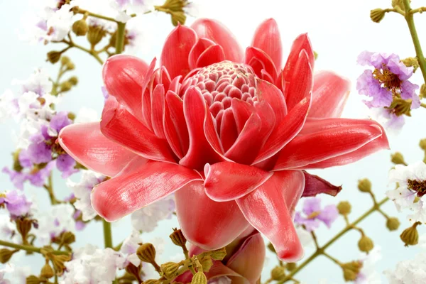 Flor tropical de gengibre rosa tocha. (Etlingera elatior (Jack ) — Fotografia de Stock