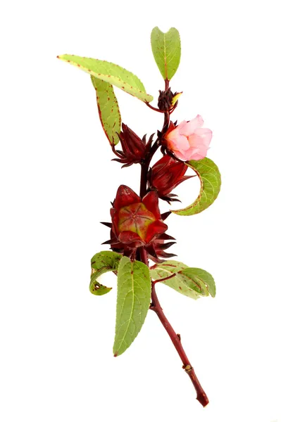 Hibiscus sabdariffa o roselle — Foto Stock