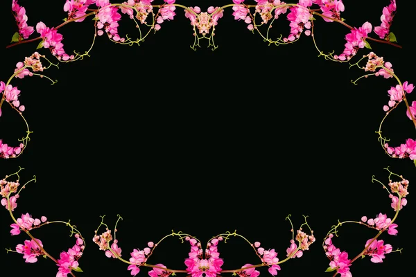 黑色背景上的粉红色的花。（珊瑚藤，墨西哥爬虫, — 图库照片