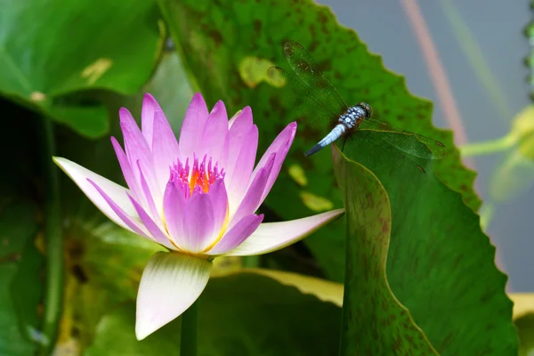 Pink water lily — Stock Photo, Image