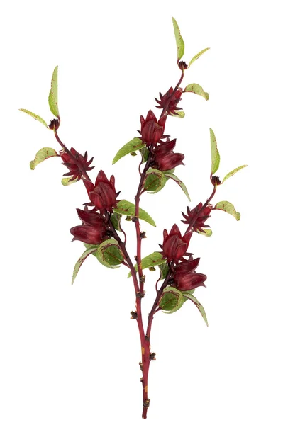 Hibiscus sabdariffa eller roselle frukter — Stockfoto