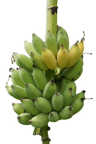 Rå och mogen banan. — Stockfoto