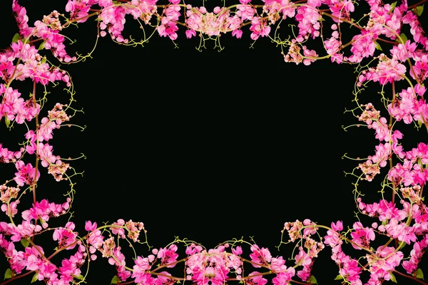 Fiore rosa su sfondo nero. (Coral Vine, Creeper messicano , — Foto Stock