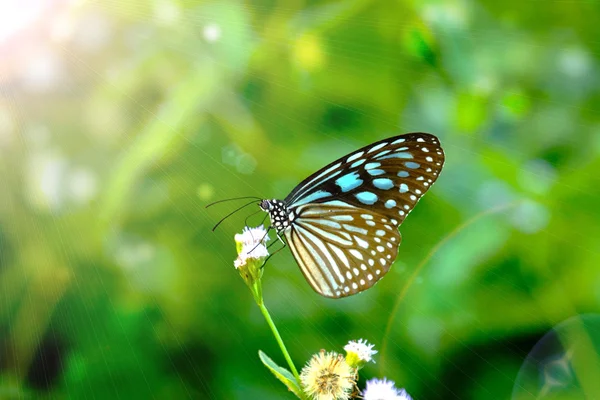 蓝玻虎蝴蝶在花上。(Ideopsis simillis persim — 图库照片