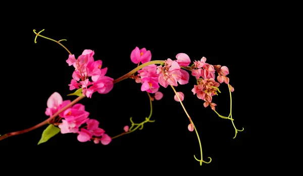 黒い背景にピンクの花。（サンゴつる、メキシコのクリーパー, — ストック写真