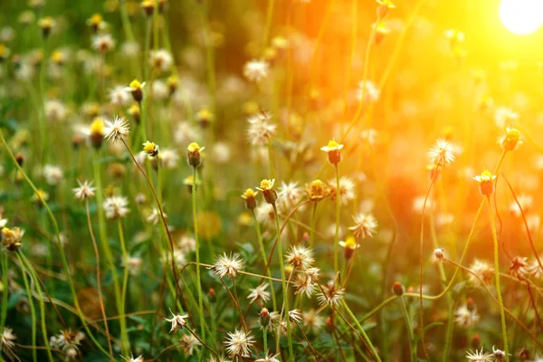 Margarita mexicana (Tridax procumbens L .) —  Fotos de Stock