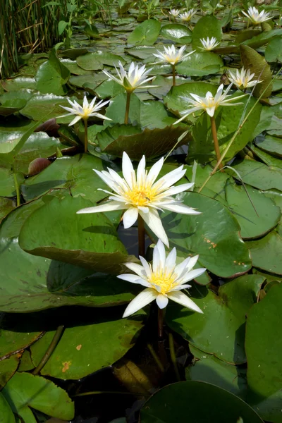 Lirio de agua blanca floreciente por la mañana . — Foto de Stock