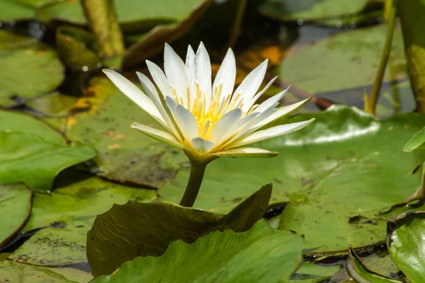 Fioritura giglio d'acqua bianca al mattino . — Foto Stock