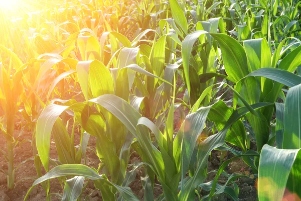 Кукуруза поле крупным планом на закате — стоковое фото