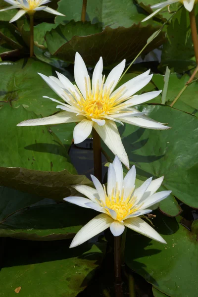 Lirio de agua blanca floreciente por la mañana . — Foto de Stock