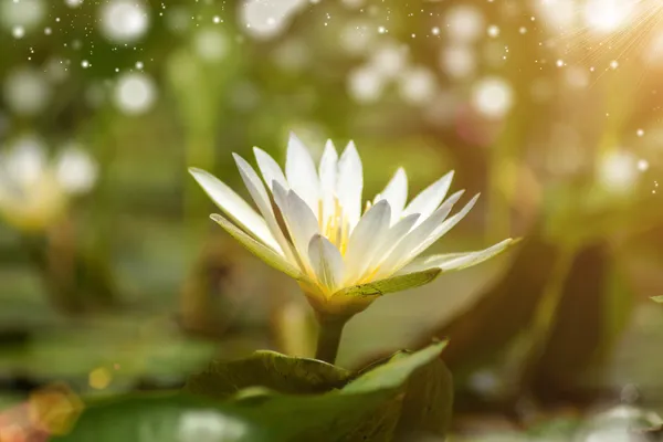 Nénuphar blanc fleurissant le matin et la lumière du soleil  . — Photo