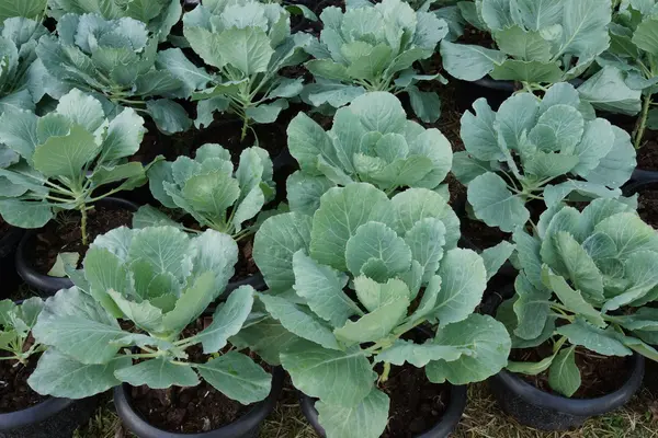Longlived Cabbag (Brassica hybrid cv. Pule) — Stock Photo, Image
