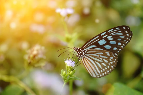 Блакитний скляний тигр метелик на квітці. (Ідеопсис Сіміліс Сіммілліс — стокове фото