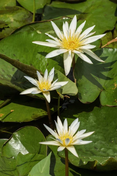 Kvetoucí lilie bílé vody ráno. — Stock fotografie