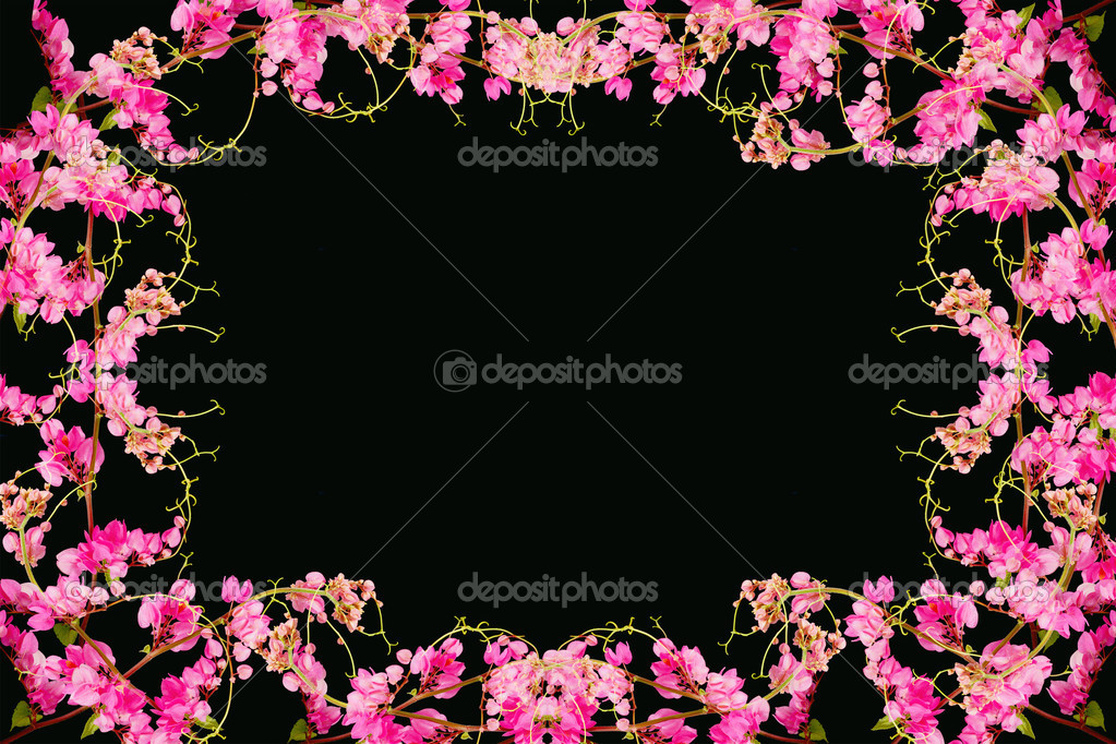 Fleur Rose Sur Fond Noir Coral Vine Plante Grimpante