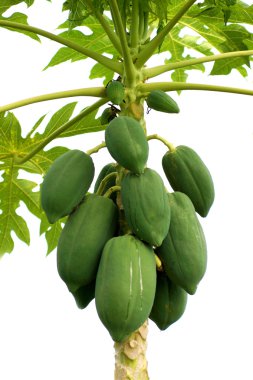 ağaç üzerinde olgunlaşma papaya.