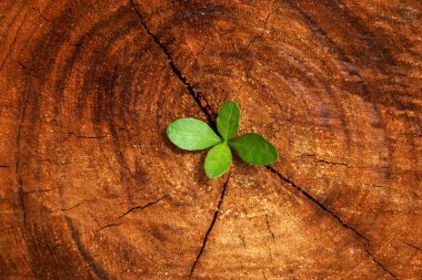 Seedlings on a tree stump. clipart