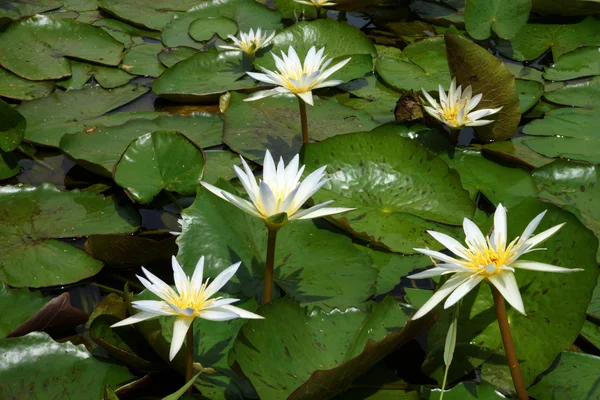 Blooming white water lily in the morning. — Stock Photo, Image