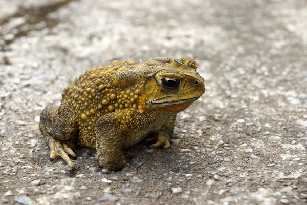 Gelbe Kröte auf Zementboden. (Bufonidae)) — Stockfoto