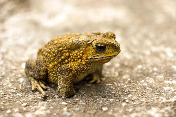 Çimento zemin üzerine sarı kurbağa. (karakurbağası) — Stok fotoğraf