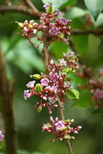 Hermosa flor estrella manzana en el árbol . — Foto de Stock