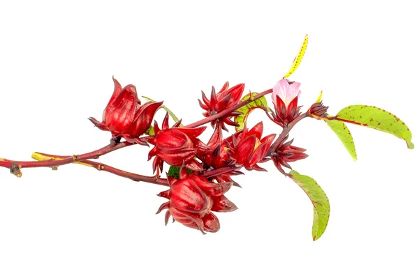 Hibiscus sabdariffa of roselle vruchten — Stockfoto
