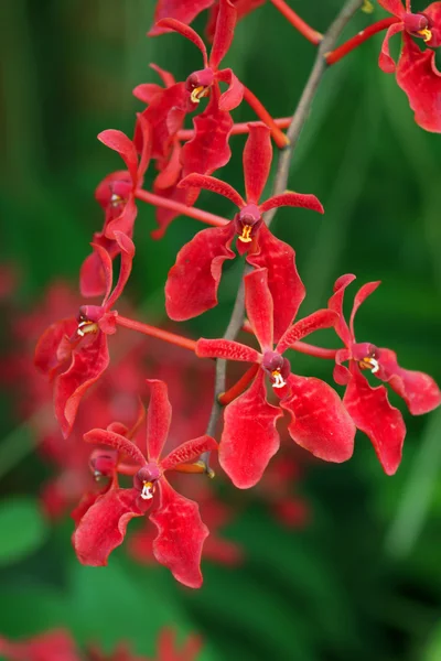 Orquídea roja — Foto de Stock