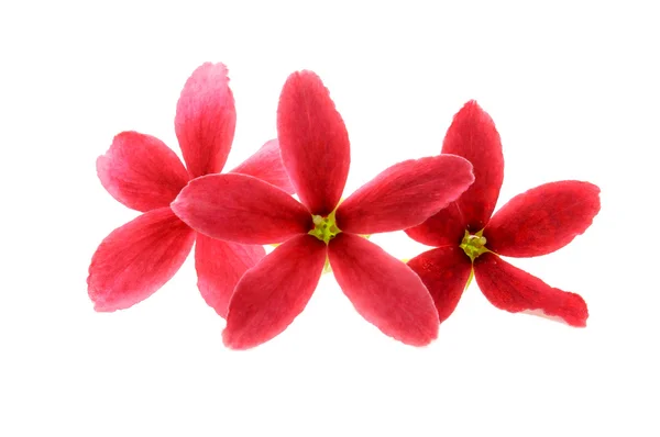 Tre fiori rossi di Rangoon rampicante su sfondo bianco . — Foto Stock