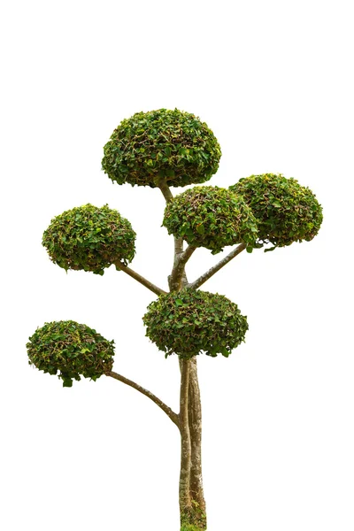 Bonsai fa a fehér hátterű oldalnézetből. — Stock Fotó
