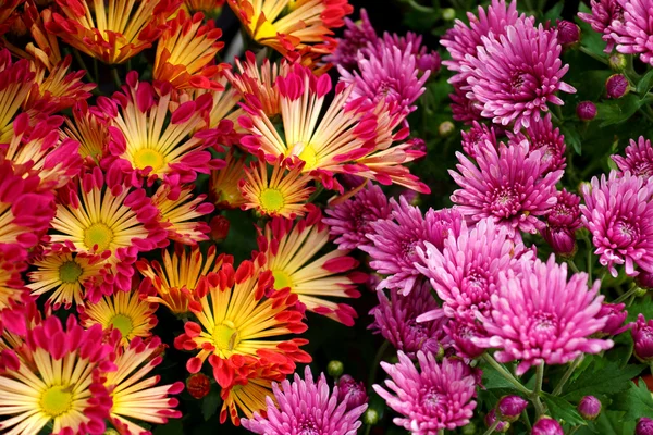 Crisantemo autunnale colorato. (Dendranthemum grandifflora ) — Foto Stock