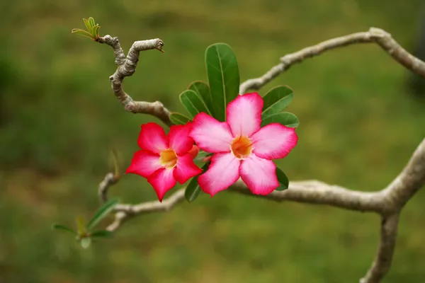 Desert rose on the tree. — Stock Photo, Image