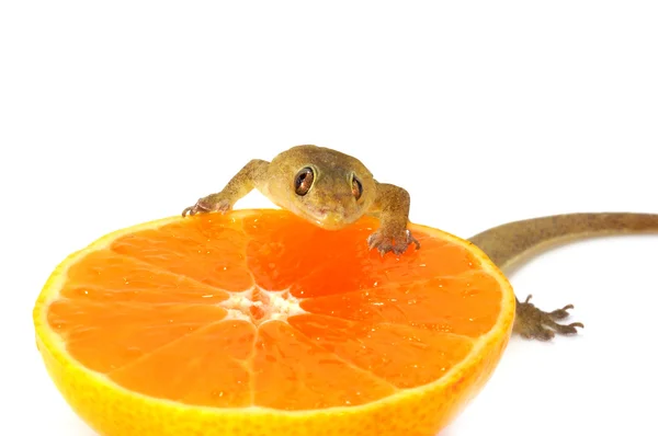 도마뱀 먹고 오렌지 주스. — 스톡 사진