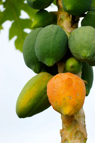 Papaya che matura sull'albero . — Foto Stock