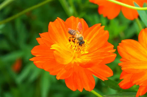 オレンジ色のコスモスの花. — ストック写真