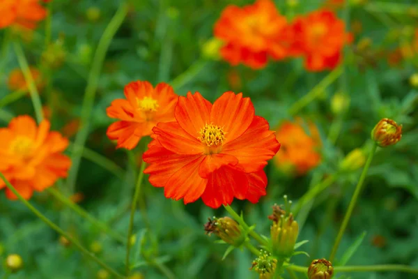 Kwiat kosmei pomarańczowy. — Zdjęcie stockowe