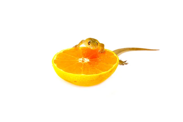 Os lagartos comem suco de laranja . — Fotografia de Stock