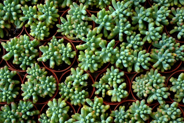 Cactus verde. — Foto Stock