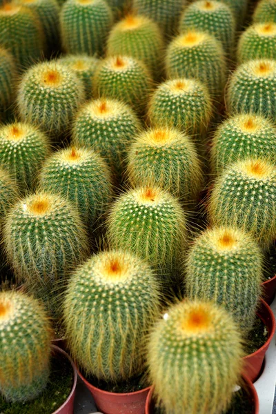 Mini cactus. — Stockfoto