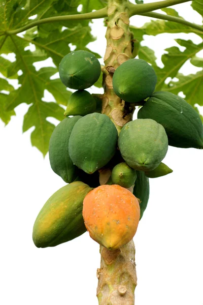 Papaya ripening on the tree. — Stock Photo, Image