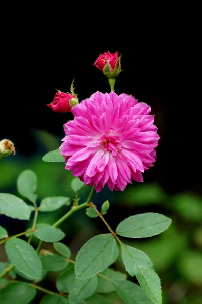 Rosa das Fadas. (Rosa chinensis jacq. var. minima Voss ) — Fotografia de Stock